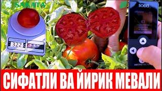 ОЧИҚ ДАЛА УЧУН ЯНГИ ҚИЗИЛ ПОМИДОР ДУРАГАЙИ СЮЗАНА ПЛЮС F1  2-ҚИСМ (Tomato Suzana Plus F1-Sakata)