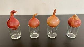 Grow Onion in Water | Indoor Gardening