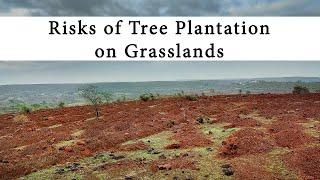 Risks of Tree Plantation on Grasslands