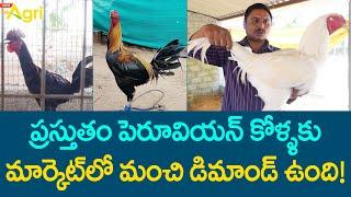 Peruvian Breed Farming | ప్రస్తుతం పెరూవియన్ కోళ్ళకు మార్కెట్‌లో మంచి డిమాండ్ ఉంది..!! Tone Agri