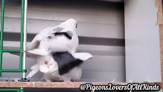 Pigeon Mating