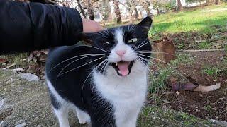 Tuxedo cat, meowing loudly, came running to me when she saw me