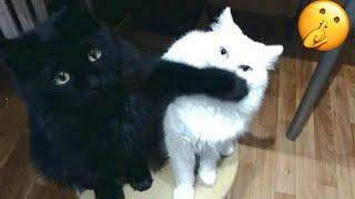 Try Not To Laugh  New Funny Cats Video  - MeowFunny Part 28