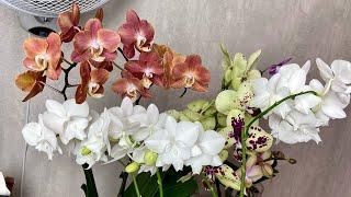 орхидеи 8 МЕСЯЦЕВ ЦВЕТУТ / подкормка ЭТИХ цветущих орхидей