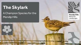 The Skylark - a Champion Species of the Mendip Hills National Landscape