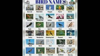 animal name,birds name,water birds name||SUBSCRIBE||