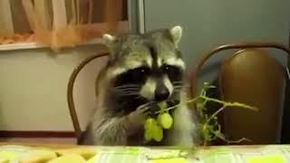 Mapache comiendo uvas durante 10 horas