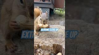 SQUIRREL!! Pt 66 #squirrellove #squirrelvideo #squirrels #squirrel #nomnomnom #babyanimals #cute