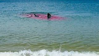 Great White Shark Attack Is WAY TOO CLOSE To The Beach! 