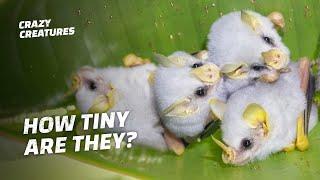 Honduran White Bats Are the Cutest