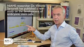 NIAMS Discovery on Stem Cell Development