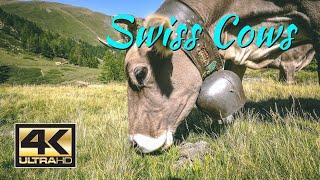 4K Swiss Cows in the Alp | Hear the Noise of the Animals and enjoy the amazing Alps of Switzerland
