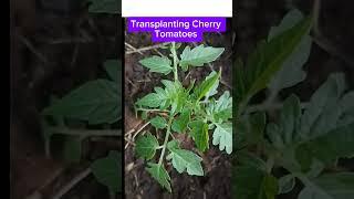 Transplanting Cherry Tomatoes