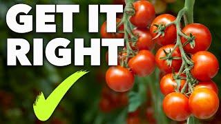 Tomato Growing Masterclass: The Secret to Perfect Tomatoes Every Time!