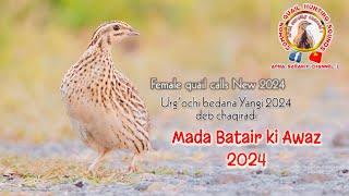 female quail call New 2024 /Madi Batair ki Awaz 2024 / female quail sound 2024