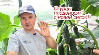 Огурцы начинают плодоносить с новой силой! Чем полить.