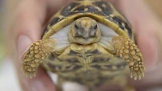 TORTOISES Characteristics of Indian Star Tortoise. Breed description