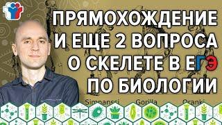 34. Прямохождение и еще 2 вопроса о скелете в ЕГЭ по биологии