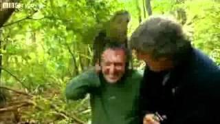 Shagged by a rare parrot   Last Chance To See   BBC Two