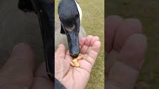 the canadian goose eating away #bird #birds #toronto #trending #viral #shortsviral #vlog