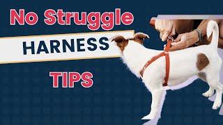 How to Put a Puppy Harness on Without Struggle