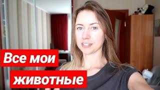 ВСЕ МОИ ЖИВОТНЫЕХОМЯК УЛИТКИ ПОПУГАИ