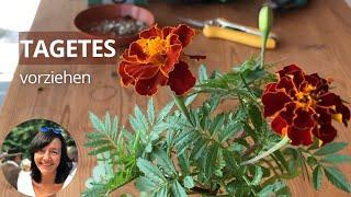 Tagetes vorziehen - Anleitung zur Anzucht von Studentenblumen