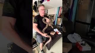 Update on Drago  The huge Bull Snake  Check it out