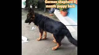 #germanshepherd #germanshepherd #dogbarking #rockeygsdog