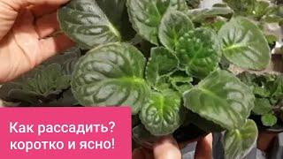 Как рассадить разросшуюся Фиалку? Коротко и ясно!