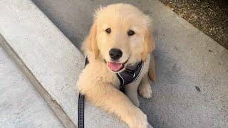 Cute Puppies Videos That You Just Can't Miss