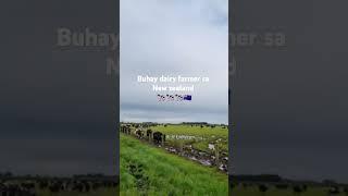 Buhay dairy farmer sa new zealand   @dairyfarmernz