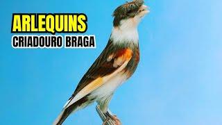 Canários ARLEQUINS CAMPEÕES do Criadouro BRAGA