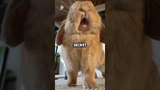 Bunnies communication in some Secret Code! 