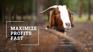 Maximize Profits Fast: Goat Multiplication Strategies for Quick Money in Goat Farming