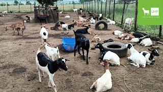 Starting a Goat Farm: My Story and Tips to follow