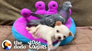 This Pigeon Adopted a Teeny-Tiny Chihuahua | The Dodo Odd Couples