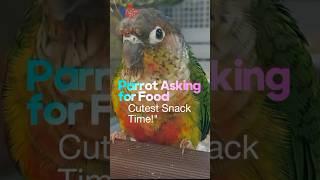 Parrot Asking for Food #YouTube #Video #Viral #Subscribe #Trending #Content #Creators #Entertainment