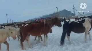Жизнь в селе#Казахстан#Забираем лошадей  домой.