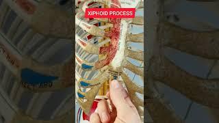 Xiphoid Process #anatomy #xiphoid #movement #thorax #physicaltherapy #innovation