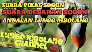 Suara pikat sogon/suara desahan sogon andalan@lungombolang2965