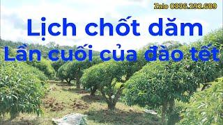 Chốt dăm || Thời gian cắt tỉa cành dăm cho đào tết lần cuối cùng trong năm.