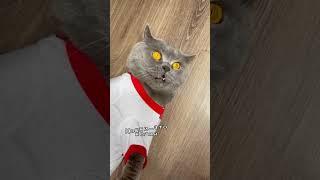 Кошки не похожи на людей #котикивидео