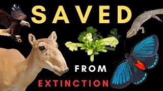 Conservation SUCCESS! - How 5 species were brought back from near EXTINCTION