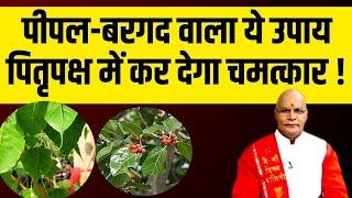 पीपल-बरगद वाला ये उपाय पितृपक्ष में कर देगा चमत्कार ! | Pandit Suresh Pandey | Darshan24