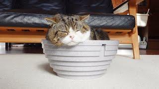 Maru likes the styrofoam bowl for Japanese medaka.