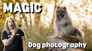 How I BRING THE MAGIC into my dog photography
