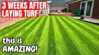 Newly Turfed Lawn - 3 Week Update - It's INCREDIBLE!