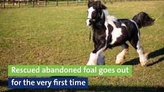 Meet the rescued abandoned foal who is going out for the first time