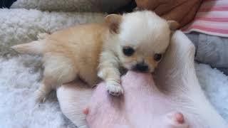 Teeny Tiny Chihuahua pup nursing - See Playlist